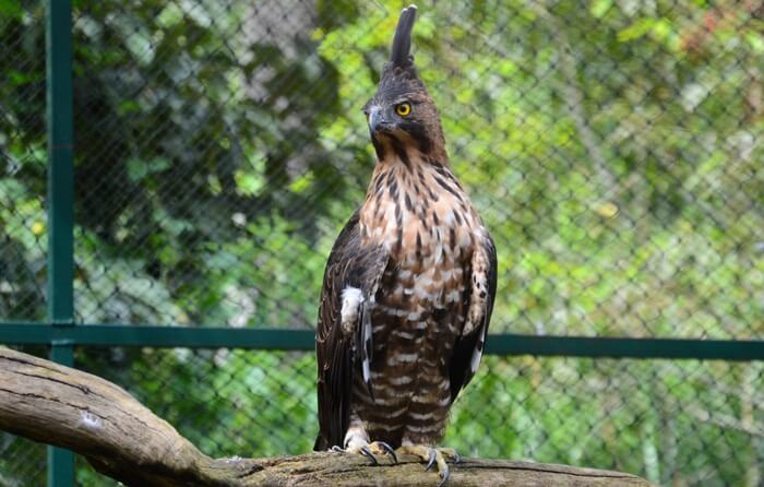 Penangkaran Elang Loji