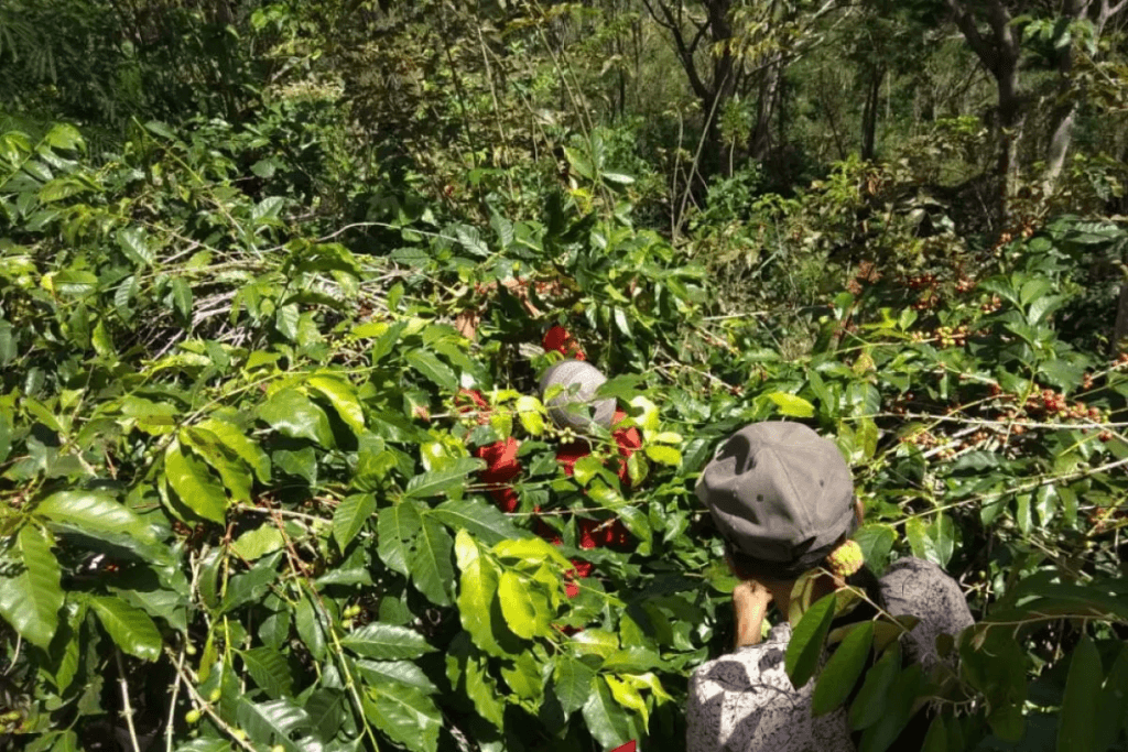 Tempat Wisata di Situbondo Paling Direkomendasikan 10 | Molly Wisata 2025 Perkebunan Kopi Kayu Mas