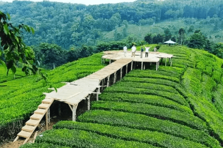 Perkebunan Teh Siroh Kencong
