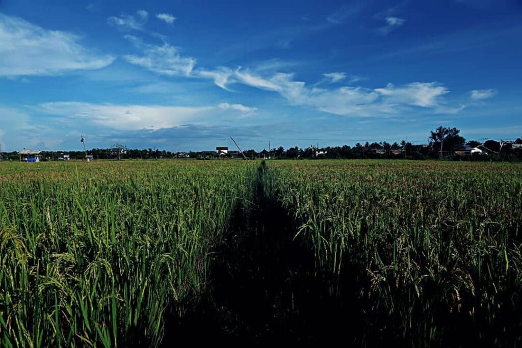 Persawahan Suak Sigadeng
