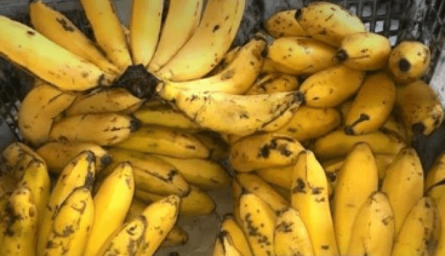 Pisang Apuy