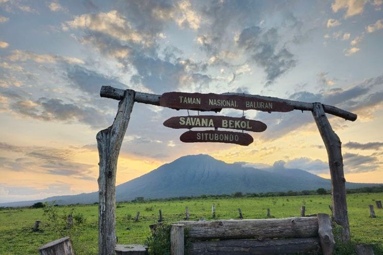 Tempat Wisata di Situbondo Paling Direkomendasikan 11 | Molly Wisata 2025 Taman Nasional Baluran