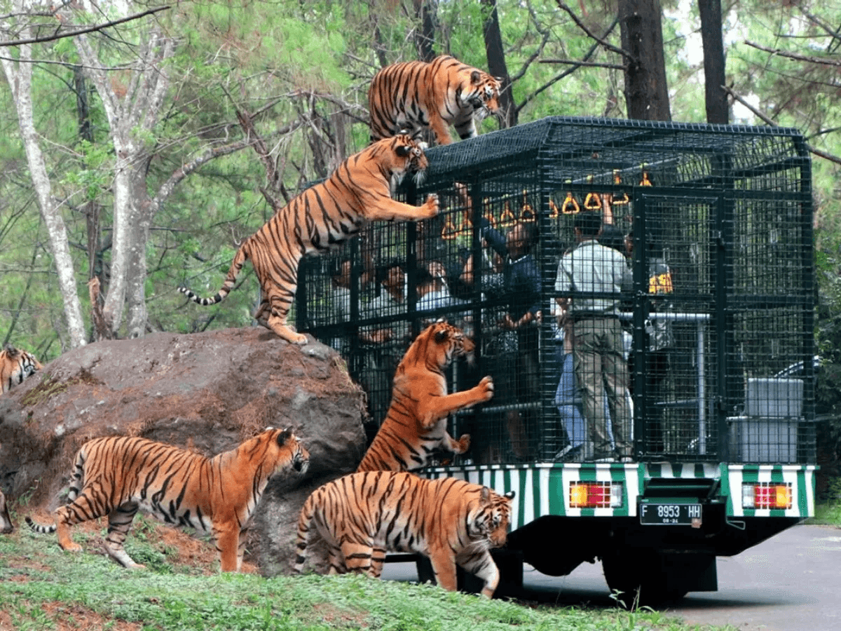 Taman Safari Indonesia