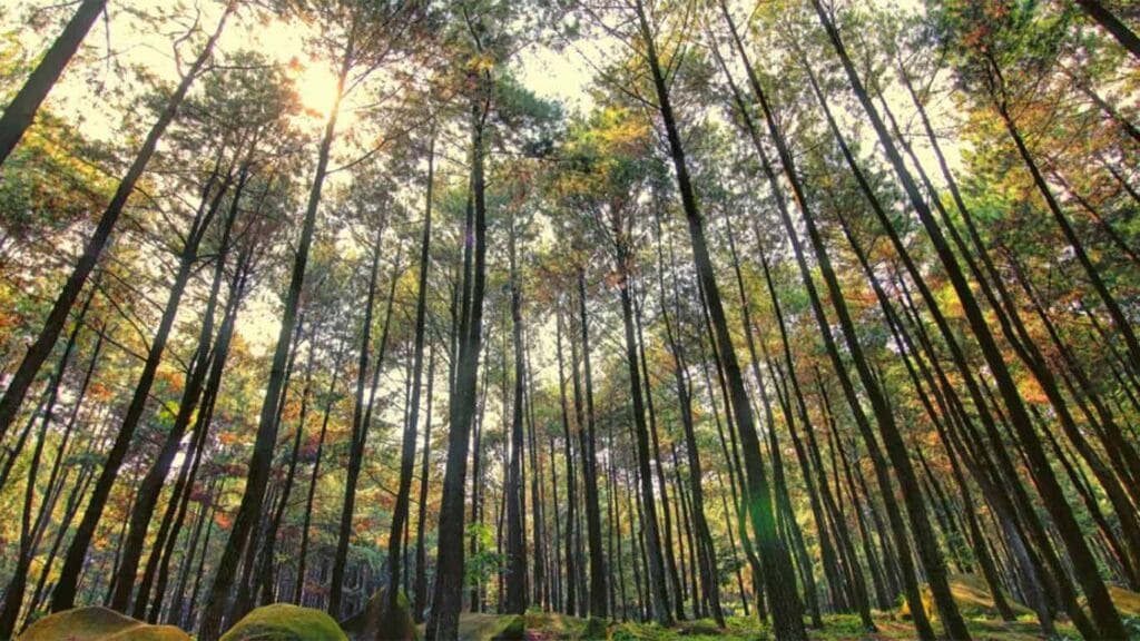 Taman Wisata Alam Gunung Pancar