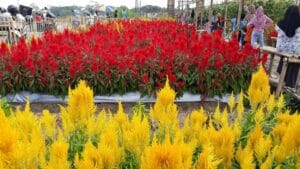 Tempat Wisata di Klaten yang Wajib Kamu Kunjungi 5 | Molly Wisata 2025 Taman Bunga Bono