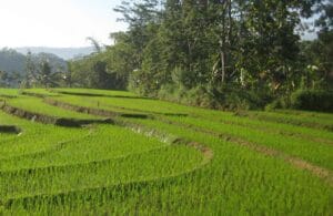 Tempat Wisata di Sragen Bertema Alam Hingga Sejarah 10 | Molly Wisata 2025 Wisata Alam Betisrejo | Molly Wisata 2025