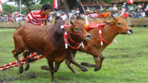 Wisata Budaya Karapan Sapi