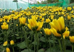 Tempat Wisata di Semarang Paling Keren Banyak Dikunjungi 5 | Molly Wisata 2025 Wisata Kampung Krisan