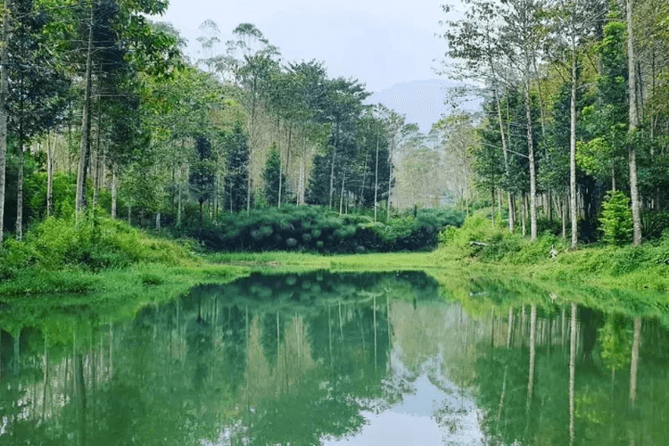 Wisata Kebun Kina Bukit Tunggul