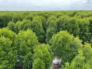 Tempat Wisata Di Langkat Paling Hits Dan Terbaru 12 | Molly Wisata 2025 Wisata Mangrove Lubuk Kertang