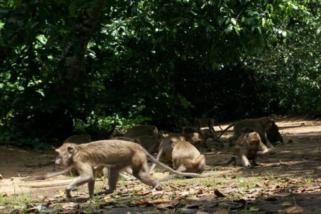 Wisata Rimba Monyet Nepa