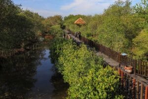 Ekowisata Hutan Mangrove