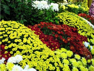 Kebun Bunga Cihideung | Molly Wisata 2025
