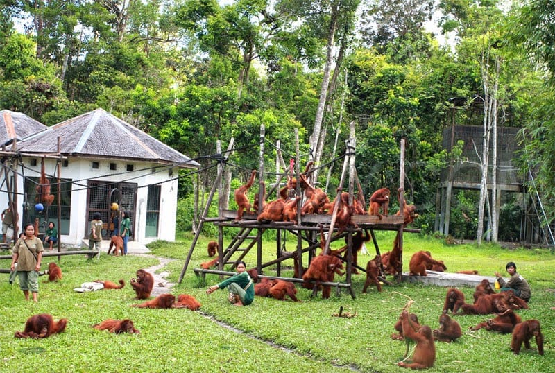 Taman Nasional Tanjung Puting